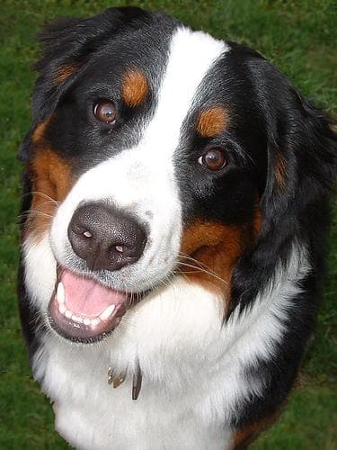 bernese