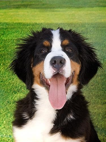 bernese
