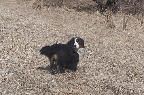 bernese