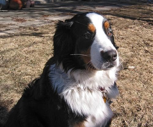 bernese