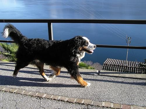 bernese