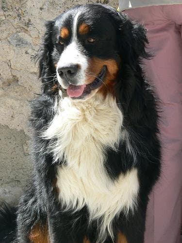 bernese