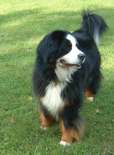 bernese
