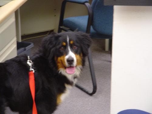bernese