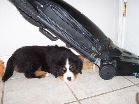 bernese
