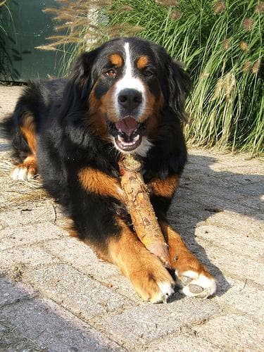 bernese