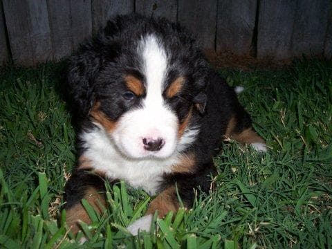 bernese
