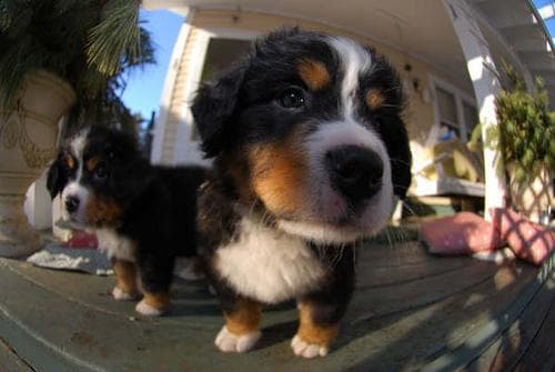 bernese