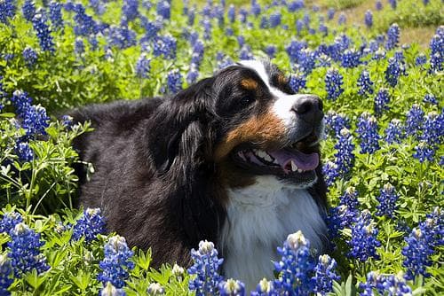 bernese