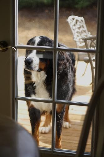 bernese