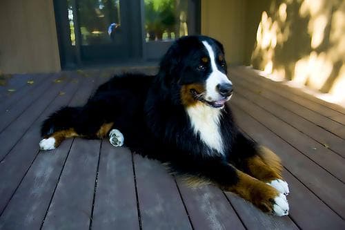 bernese