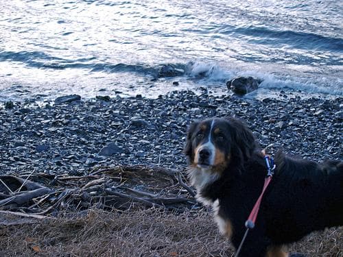 bernese