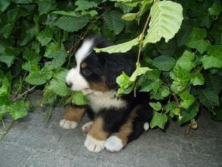bernese