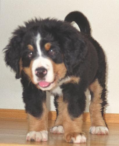 bernese
