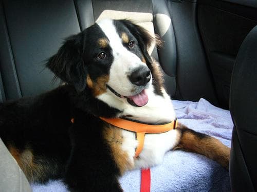bernese