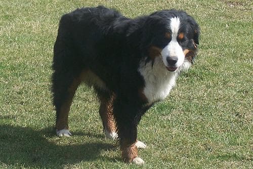 bernese