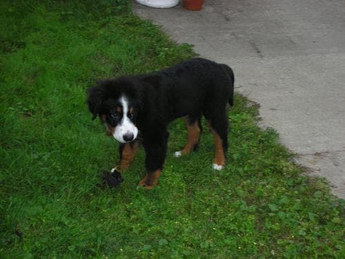 bernese