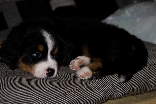bernese