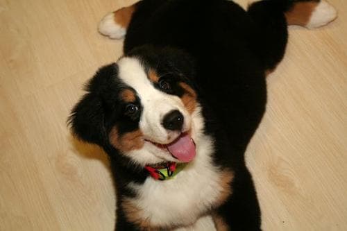 bernese
