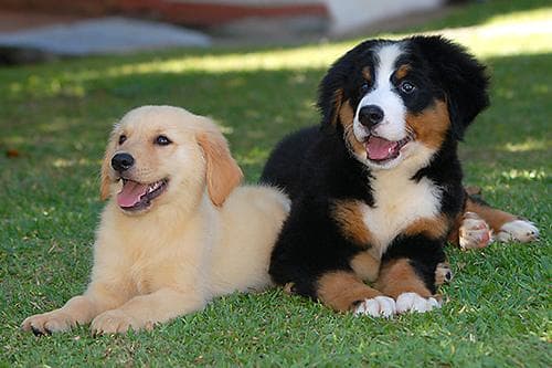 bernese
