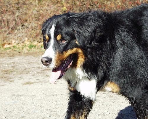 bernese