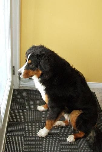 bernese