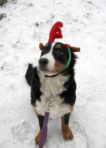 bernese