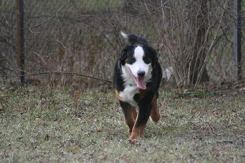 bernese