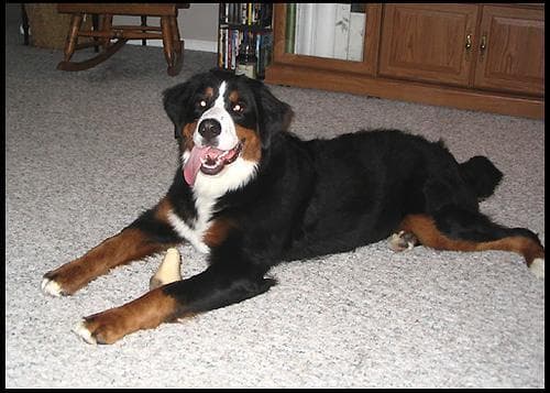 bernese