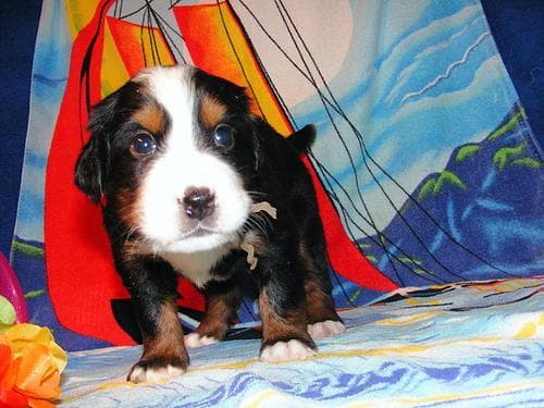 bernese