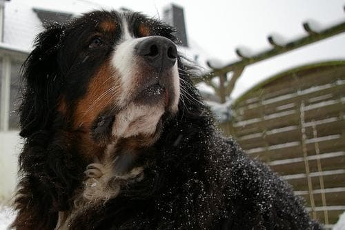 bernese