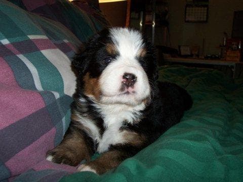 bernese