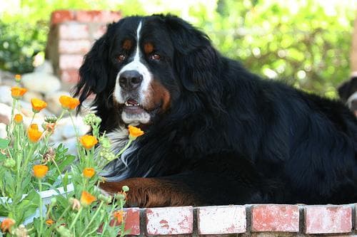 bernese