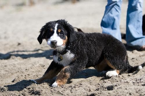 bernese