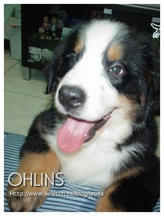 bernese