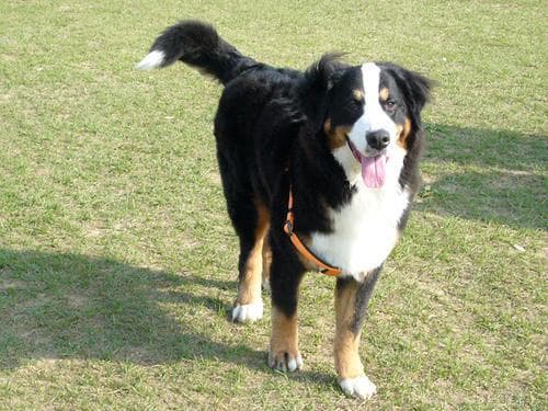 bernese