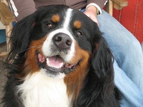 bernese