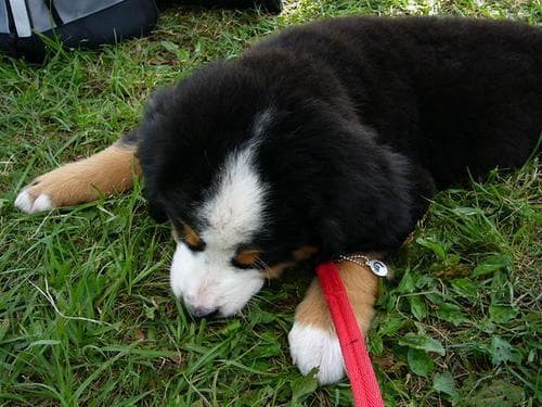 bernese
