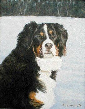 bernese