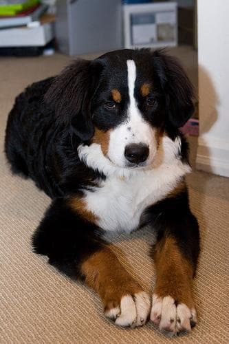 bernese