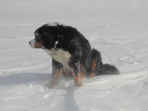 bernese