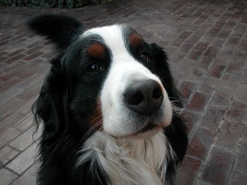 bernese