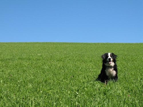 bernese