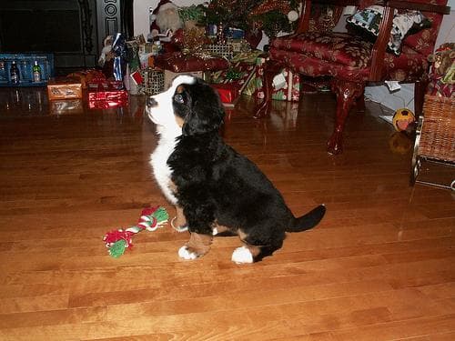 bernese
