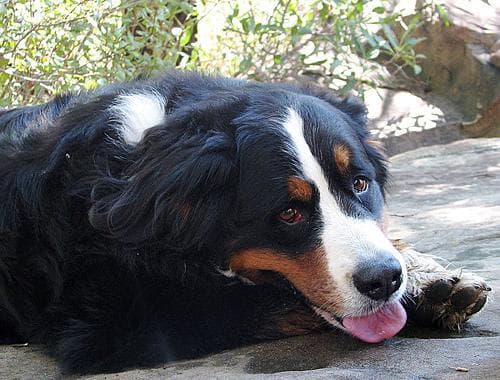 bernese