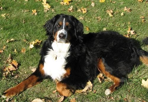 bernese