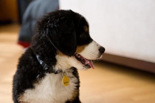 bernese