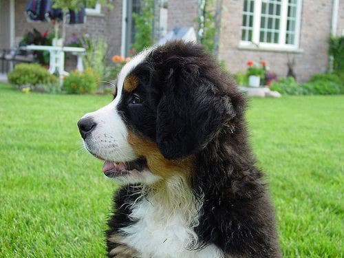 bernese