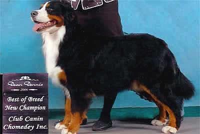 bernese