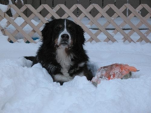 bernese